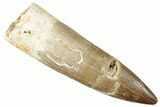 Fossil Plesiosaur (Zarafasaura) Tooth - Morocco #296342-1